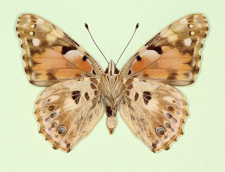 Vanessa cardui male (aberrant form cold shock 1, verso) (Internet Image property of respective owner, non-commercial use only)